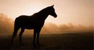 Arabian Horse